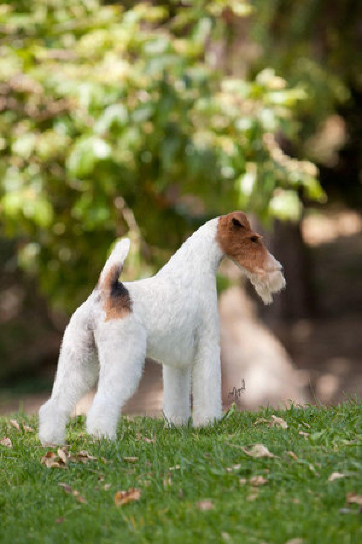 Famous wire clearance fox terriers